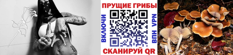 Галлюциногенные грибы ЛСД  blacksprut tor  Темников 
